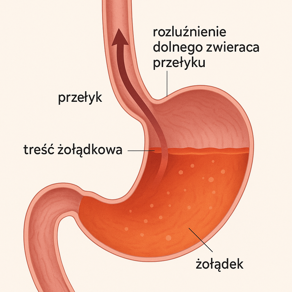 Refluks ma silny związek z motoryką żołądka